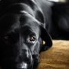 Eye Infections in Dogs: Symptoms and Treatment