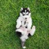 Rash on Your Dog's Belly: Causes and Treatments