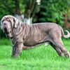 The Easy-Going Neapolitan Mastiff