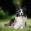 The Ever-Energetic Border Collie