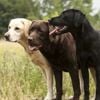 Labrador Retrievers: America's Top Dog