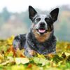 Australian Cattle Dogs: Companion Dog Extraordinaire