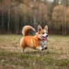 Pembroke Welsh Corgi: Short Dog, Big Personality