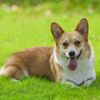Welsh Corgis: Pembroke and Cardigan