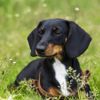A Guide to the Delightful Dachshund