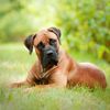 Looking for a Guard Dog? Consider the Boerboel