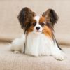 The Peppy Papillon