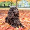 Boykin Spaniel: South Carolina's Star