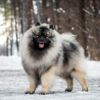 The Charismatic Keeshond