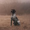 The Noble German Shorthaired Pointer