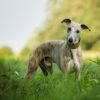 The Wonderful Whippet