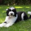 The Loyal and Lovable Sheepadoodle