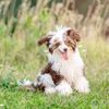 Chi Chi: A Chihuahua and Chinese Crested Mix
