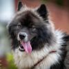 A Guide to the Charming Chusky