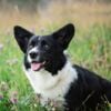The Endearing Cardigan Welsh Corgi