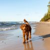 The Affectionate Australian Labradoodle
