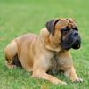 English Mastiff: The Gentle Giant