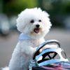 The Happy, Energetic Bichon Frise