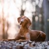 The Velcro Vizsla