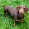 The Small, Spirited Miniature Dachshund