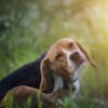 What You Need to Know About Mange