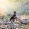 Miniature Pinscher: The King of Toy Breeds