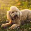 Magnificent Miniature Poodles