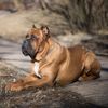 The Cane Corso:  A Gentle Guardian