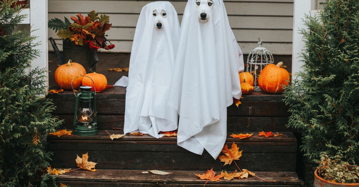 Adorable Canine Halloween Costume Ideas Critter Culture