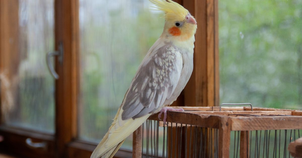 Caring for Your Cockatiel Companion Critter Culture
