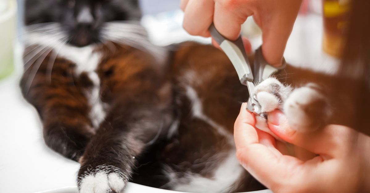 How to Trim Your Cat's Nails Critter Culture