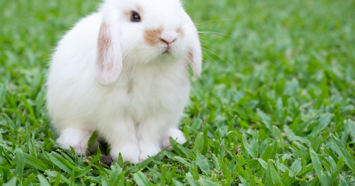 How to Care for a Holland Lop Critter Culture