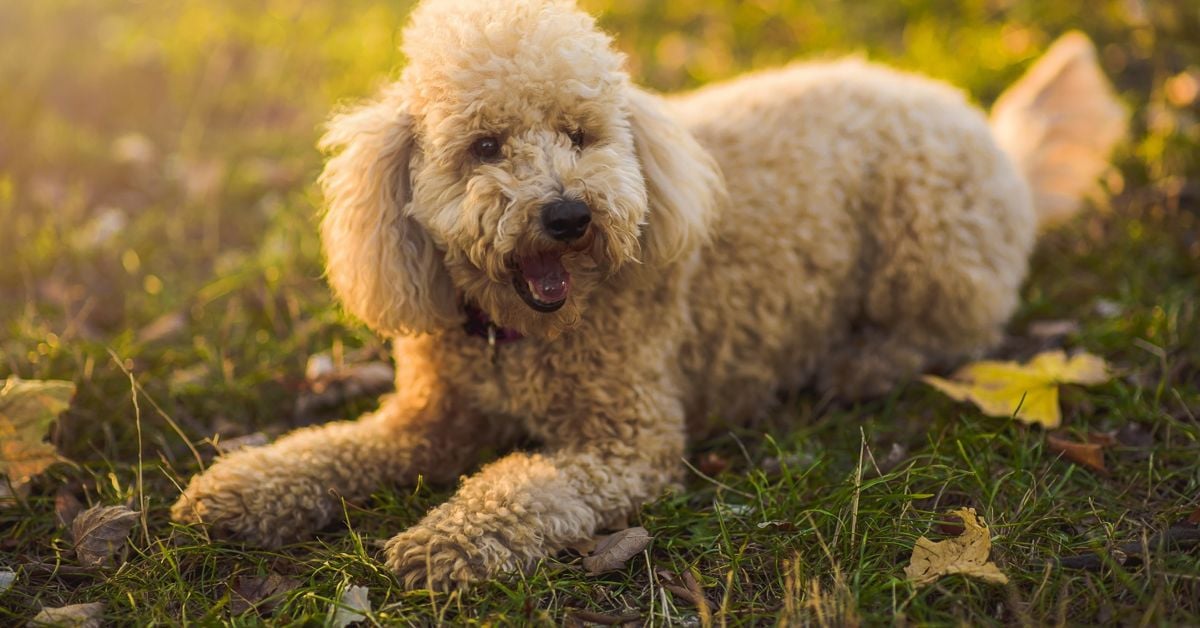 Magnificent Miniature Poodles Critter Culture
