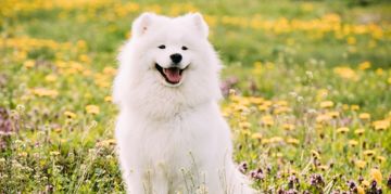 A Guide to the Samoyed, a Tough but Lovable Companion