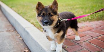 Corman Shepherds: Big Personality and Boundless Energy