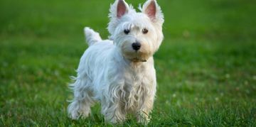 The West Highland Terrier: An Independent Family Dog