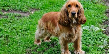 Dockers: The Best of Cocker Spaniels and Dachshunds