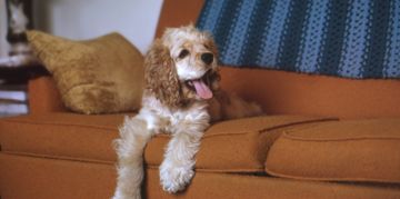 A Guide to Cocker Spaniels