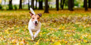 Fun, Feisty, and Famous: Jack Russell Terriers