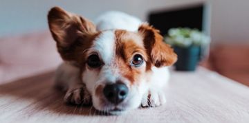 How to Clean Your Dog's Ears