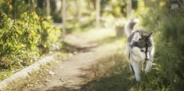 Is the Pomsky the Right Pup for You?