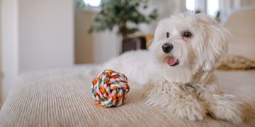 Is a Maltese the Right Dog for You?