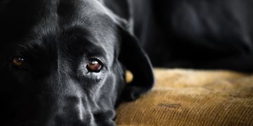 Eye Infections in Dogs: Symptoms and Treatment