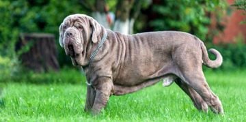 The Easy-Going Neapolitan Mastiff