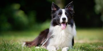 The Ever-Energetic Border Collie