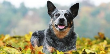 Australian Cattle Dogs: Companion Dog Extraordinaire