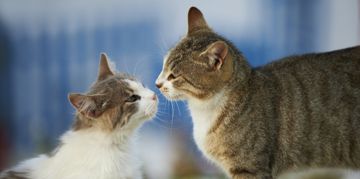 How to Properly Introduce Cats