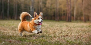 Pembroke Welsh Corgi: Short Dog, Big Personality