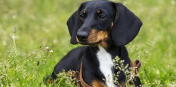A Guide to the Delightful Dachshund