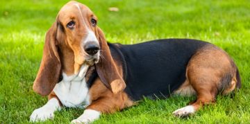 The Basset Hound: A Small Dog with a Lot of Muscle